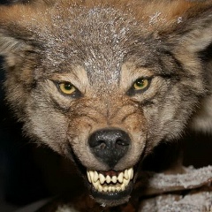 Александр Черногоров, 17.02, Москва