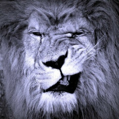 Алексей Гудима, 05.08.1985