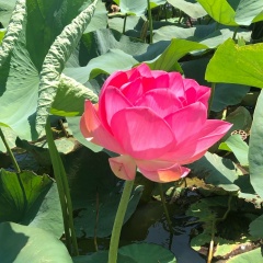 Анна Кекшаева, 17.11, Элиста