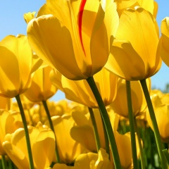 Эля Корнеева, 27.07.1987, Berlin