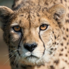 Тимур Тимуров, 16.11.1988, Аргун