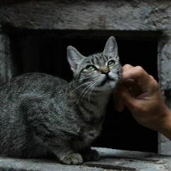 Роман Беликов, Москва