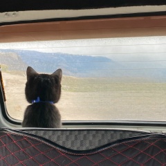 Алана Дзгоева, 01.03