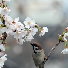 Светлана Галашева, Киров