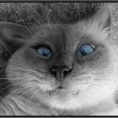 Артур Стефаненко, 24.03.1985, Могилёв