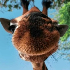 Витольд Седышев