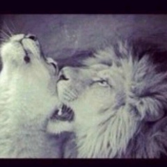 Муслим Витаев, 15.12.1993, Paris