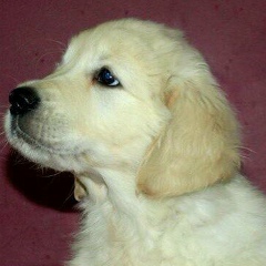 Ирина Нефедова Питомник Золотистых Ретриверов, 03.11.1971, Москва