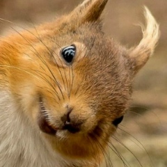 Инна Григорьева