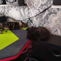 Виктор Панченко, Стерлитамак