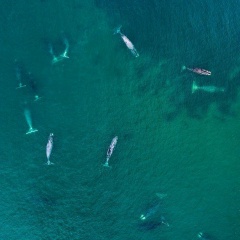 Александр Чанов, Санкт-Петербург