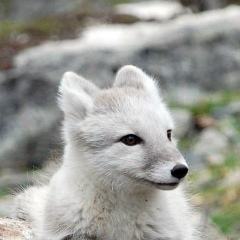 Рита Дайнего, 07.11, Харьков