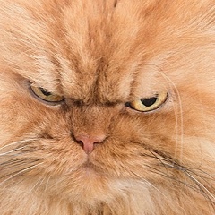 Макс Чехович, 10.09, Минск