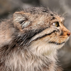 Храбрый Котик, 00.02