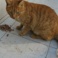 Bary Lu, 23.07, Antalya