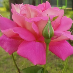 Юлия Халяпина, 07.07.1987, Москва