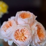 Юлия Панкова, 21.08.1989, Киев