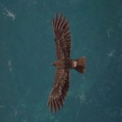 Ars Ars, 12.07.1990, Анапа