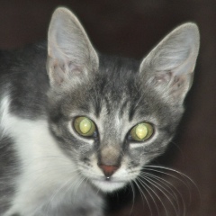 Александр Егоров, Одесса