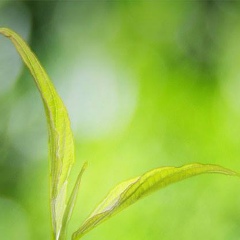 Байсур Шишханов