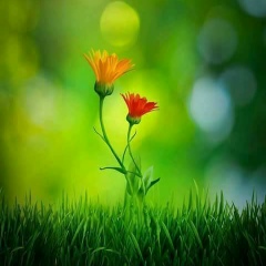 Min Tin, 24.07.1985, Mandalay