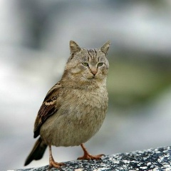 Михаил Tod, 27.04.1989, Киев