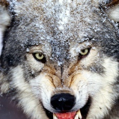 Алексей Воронин, 08.12, Санкт-Петербург