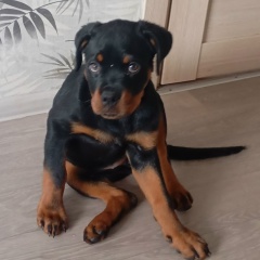 Ksenia Ageeva, Сызрань