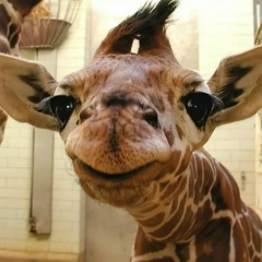 Нина Матвеева, 06.02, Астана