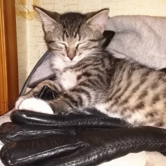 Игорь Зеленцов, 27.05.1976, Санкт-Петербург