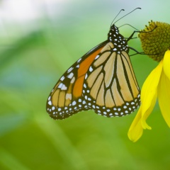 Саша Пал, 02.05.1986, Kenora