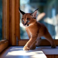 Daniela Dzhazovskaya, Рига