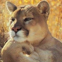 Алексей Алексис, Тбилиси