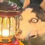 Надежда Самойлова, Тольятти