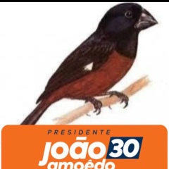 Vitor Criador-De-Curió, 01.01.1994, Maceió