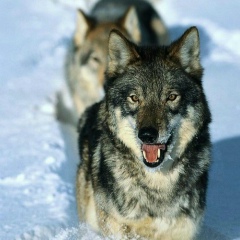 Мавлонхон Юсупхонов, 24.07.1997, Калининград