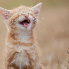 Даня Федько, Киев