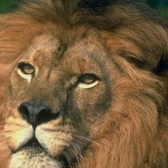 Сергій Пальохін, 05.12