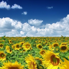 Алена Федотова, 26.11, Харьков