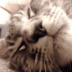 Анна Монаенко