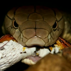 Расул Латипов, 12.03.1988, Санкт-Петербург