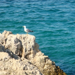 Miss Delaporte, Киев