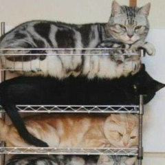 Нелли Стаценко, 24.11, Тбилиси