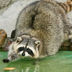 Andrey Miheev, 05.12.1984