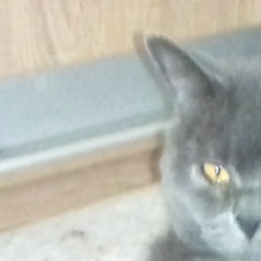 Евгений Родиченко, 08.02.1986, Санкт-Петербург