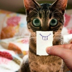 Александр Шмалько, 05.06.1991, Токмак