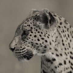 Абзал Оразбаев, 11.09, Семей