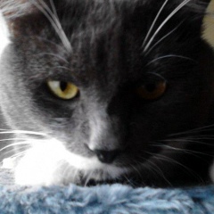 Дмитрий Перминов, 12.03.1981, Санкт-Петербург