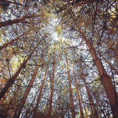 Мария Кудряшова, Windsor