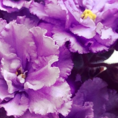 Софико Вашакмадзе, 20.06.1986